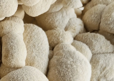 Lion's Mane
