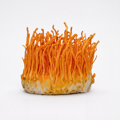 Cordyceps