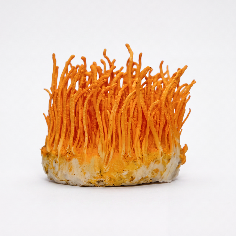 Cordyceps