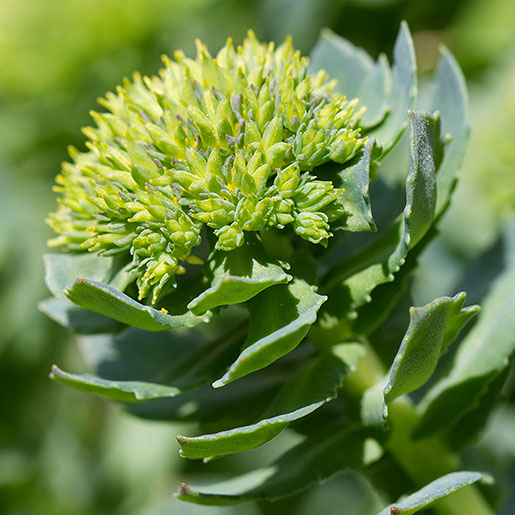 Rhodiola Rosea